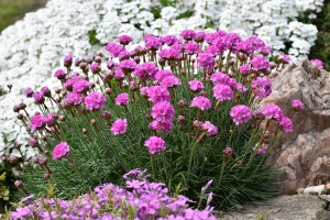 Armeria maritima ´Armada Rose´ 02